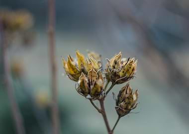dead flower winter shoot