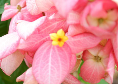 Beautiful Fresh Flower