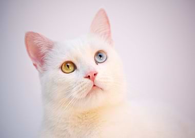 cat white see eye