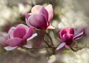 Pink Soulange Magnolia
