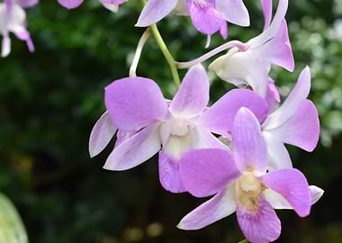 Orchid
