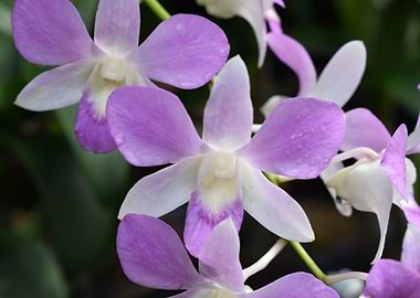 Orchid