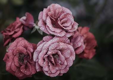 Misty Pale Pink Roses