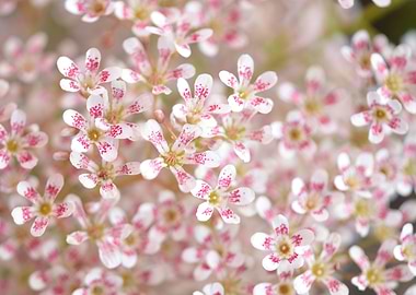Little Pinky Blossoms