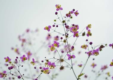Little Lilac Blossoms