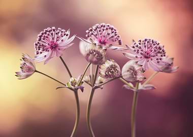 Astrantia flowers