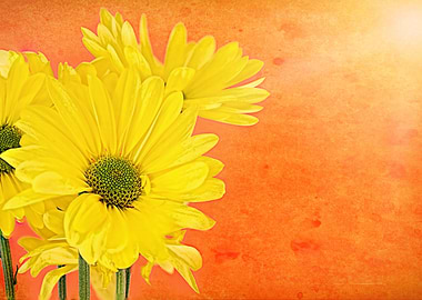 Yellow Daisies On Orange