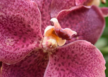 Orchid