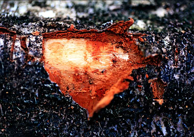 Wooden trippy tree stories