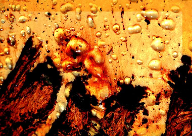 Wooden trippy tree stories