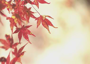 Autumn Maple Leaf