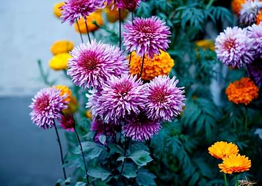 Selective Focus Photograph