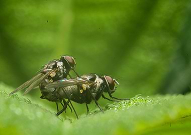 house flies