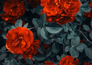 Red Roses