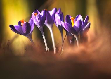 Crocuses in the woods
