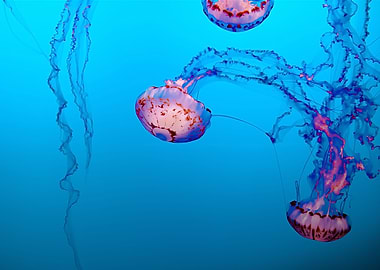 Jellyfish Illustration