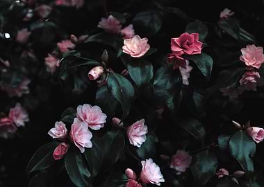 Pink Flowers Photograph