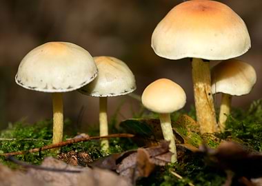 Psychedelic mushrooms trip