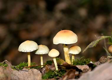 Psychedelic mushrooms trip