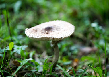 Trippy winter mushrooms