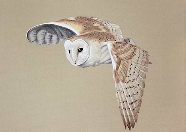 Barn Owl Flying