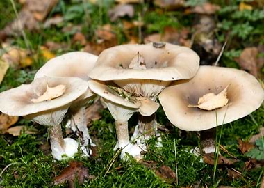 Psychedelic mushrooms trip