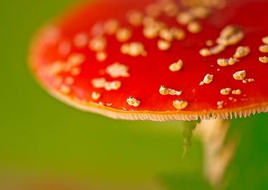 Wild mushroom on nature