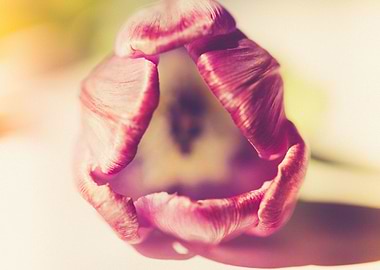 Gentle tulip with pink pet
