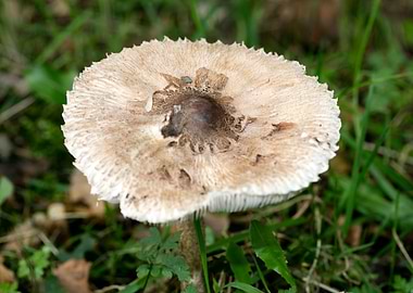 Trippy winter mushrooms