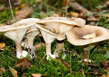 Psychedelic mushrooms trip