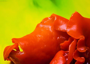 Wild mushroom on nature