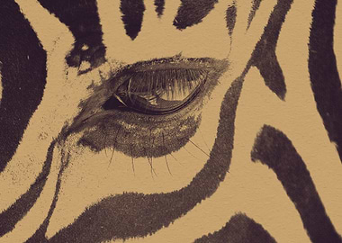 Eye of the Zebra