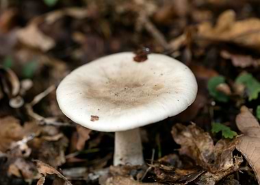 Trippy winter mushrooms
