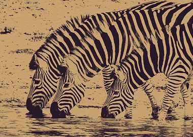 Drinking Zebra