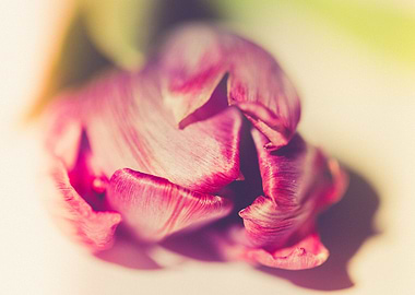 Gentle tulip with pink pet