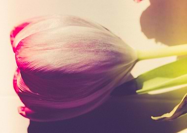 Gentle tulip with pink pet