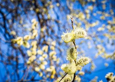 Willow Twig In Spring