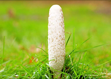 Wild mushroom on nature