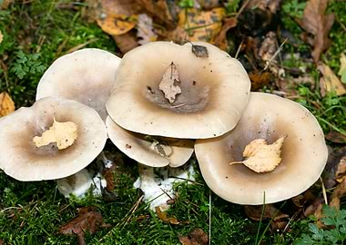 Psychedelic mushrooms trip