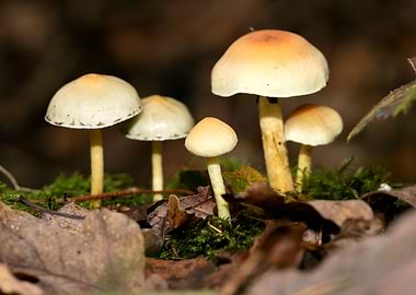 Trippy winter mushrooms