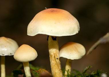 Psychedelic mushrooms trip