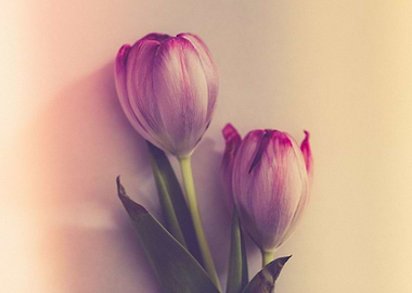 Gentle tulip with pink pet