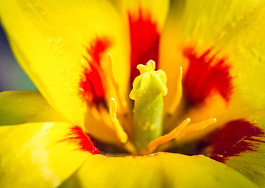 Yellow Tulip Flower Macro