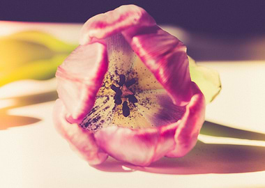 Gentle tulip with pink pet