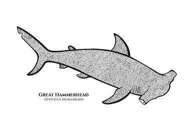Hammerhead Shark with name
