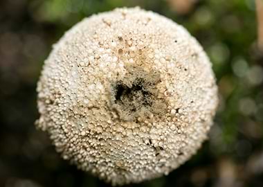 Trippy winter mushrooms