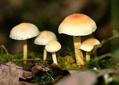 Psychedelic mushrooms trip