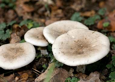 Trippy winter mushrooms
