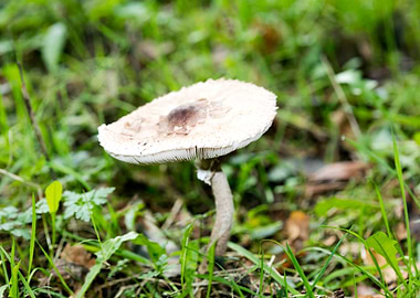 Trippy winter mushrooms