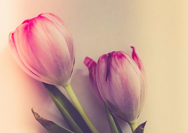 Gentle tulip with pink pet